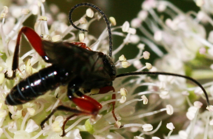 Episyron sp. (Pompilidae)?    No, Ichneumonidae: cfr. Phaenolobus sp., maschio